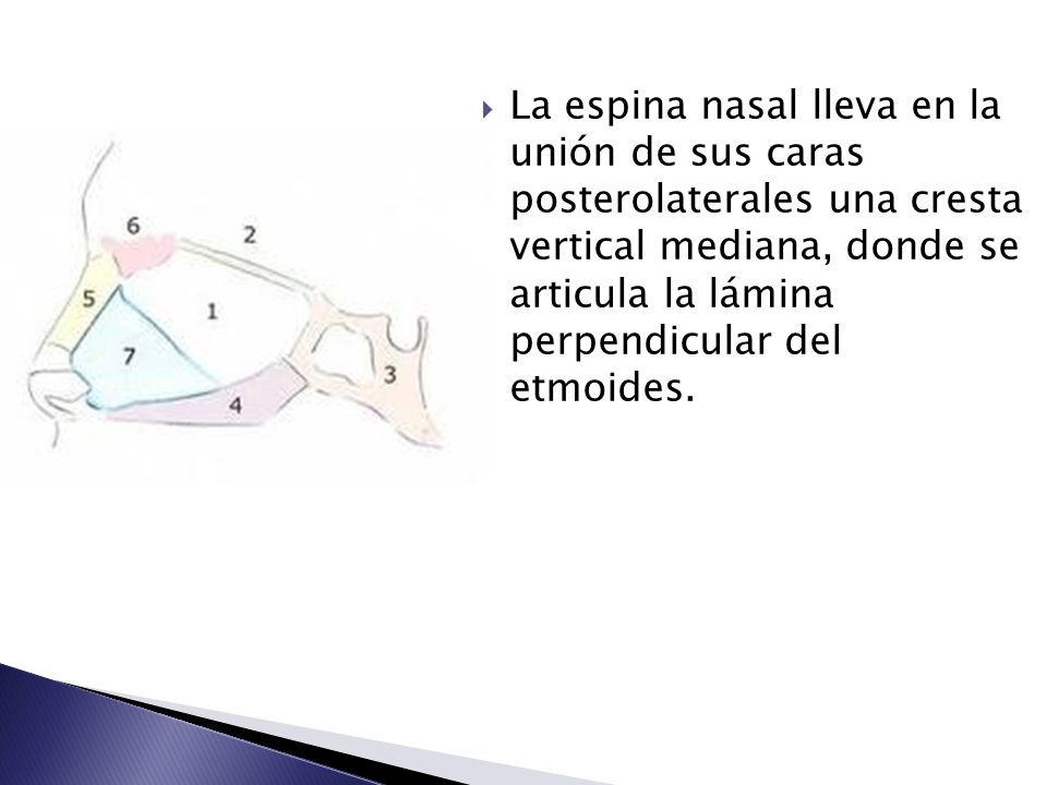 La espina nasal lleva en la unión de sus caras posterolaterales una cresta vertical mediana, donde se articula la lámina perpendicular del etmoides.