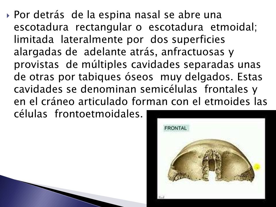 Por detrás de la espina nasal se abre una escotadura rectangular o escotadura etmoidal; limitada lateralmente por dos superficies alargadas de adelante atrás, anfractuosas y provistas de múltiples cavidades separadas unas de otras por tabiques óseos muy delgados.
