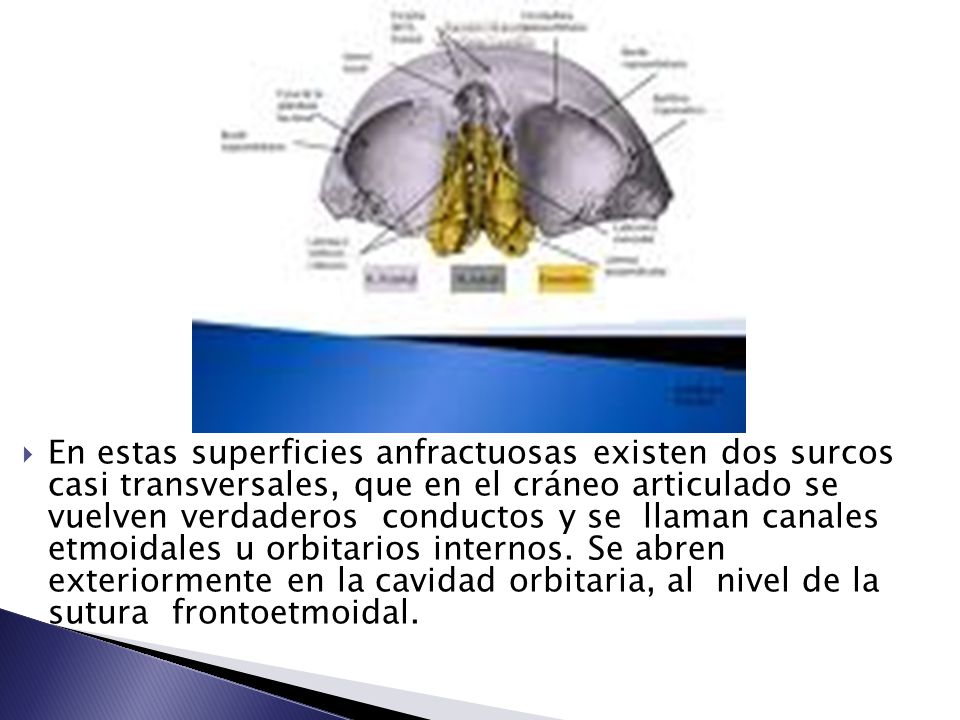 En estas superficies anfractuosas existen dos surcos casi transversales, que en el cráneo articulado se vuelven verdaderos conductos y se llaman canales etmoidales u orbitarios internos.