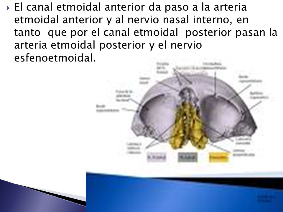 El canal etmoidal anterior da paso a la arteria etmoidal anterior y al nervio nasal interno, en tanto que por el canal etmoidal posterior pasan la arteria etmoidal posterior y el nervio esfenoetmoidal.