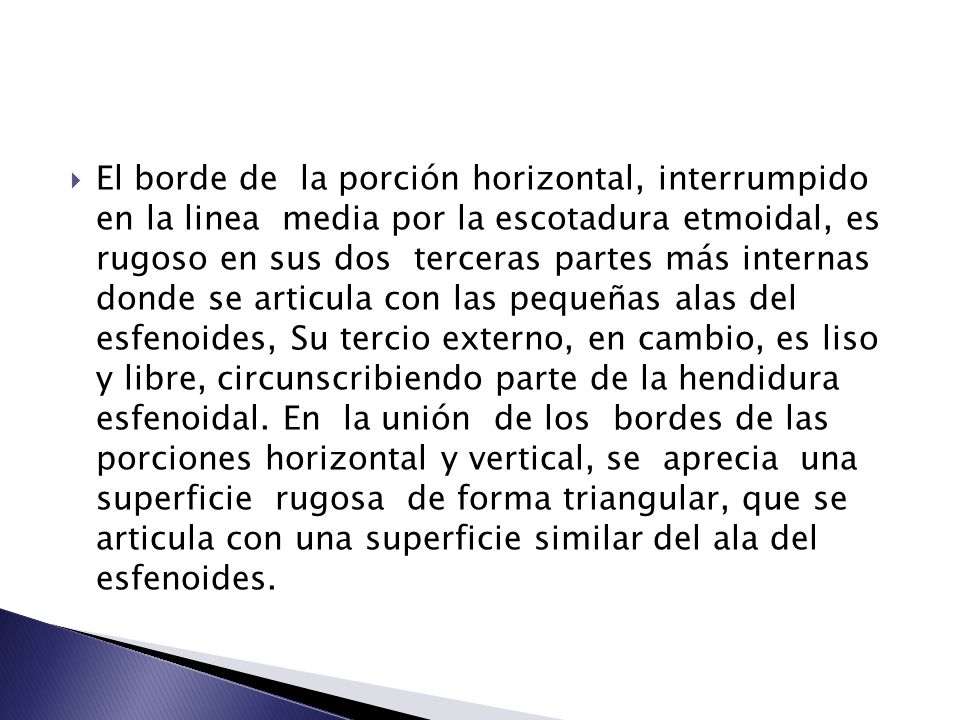 El borde de la porción horizontal, interrumpido en la linea media por la escotadura etmoidal, es rugoso en sus dos terceras partes más internas donde se articula con las pequeñas alas del esfenoides, Su tercio externo, en cambio, es liso y libre, circunscribiendo parte de la hendidura esfenoidal.