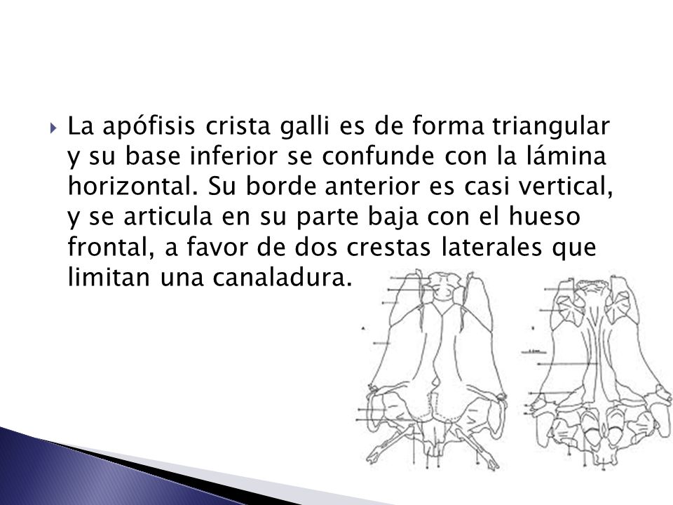 La apófisis crista galli es de forma triangular y su base inferior se confunde con la lámina horizontal.