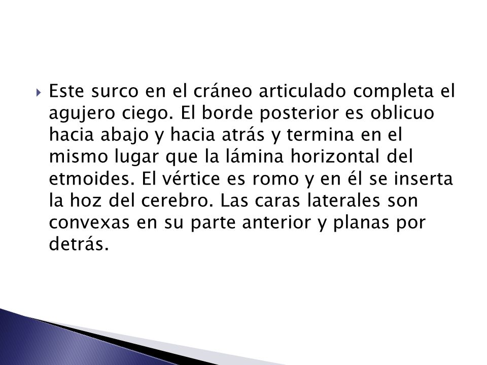 Este surco en el cráneo articulado completa el agujero ciego