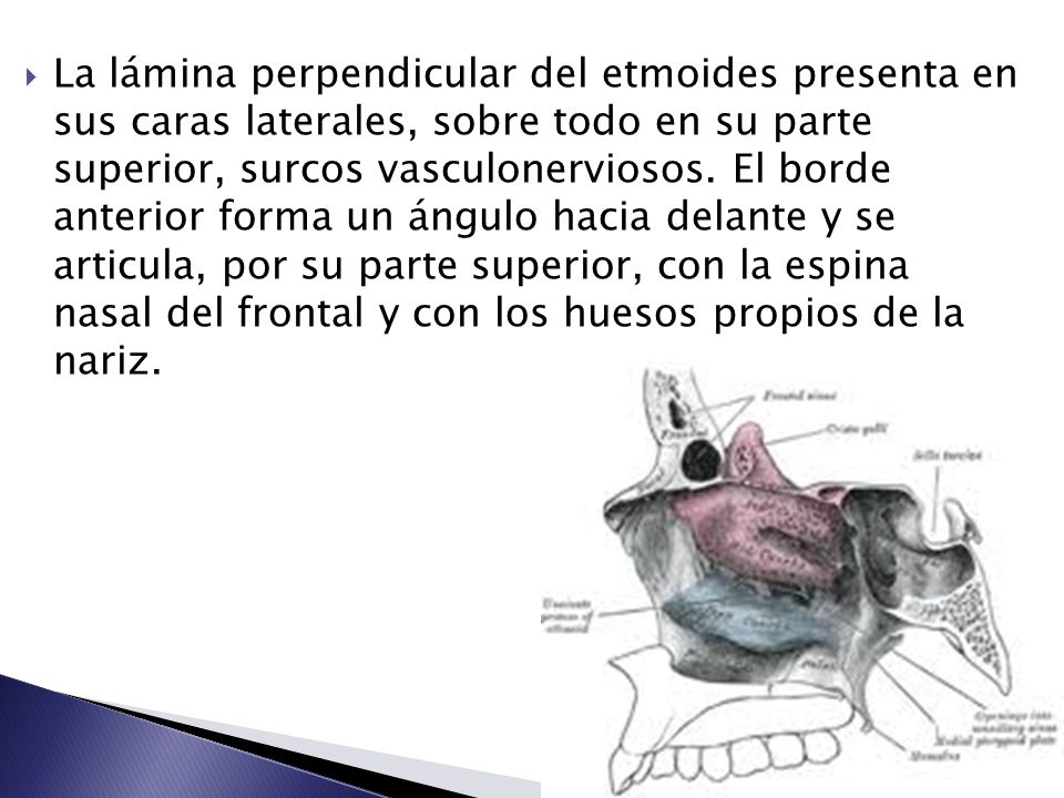 La lámina perpendicular del etmoides presenta en sus caras laterales, sobre todo en su parte superior, surcos vasculonerviosos.