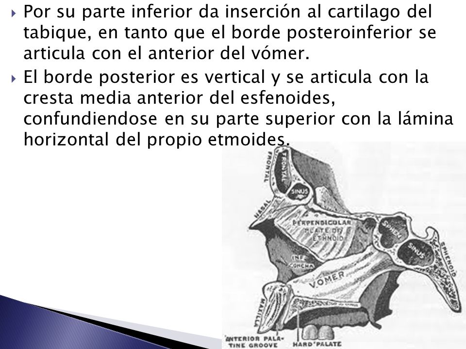 Por su parte inferior da inserción al cartilago del tabique, en tanto que el borde posteroinferior se articula con el anterior del vómer.