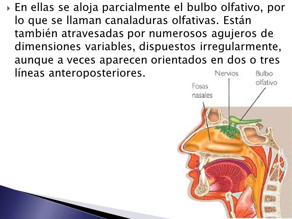 En ellas se aloja parcialmente el bulbo olfativo, por lo que se llaman canaladuras olfativas.