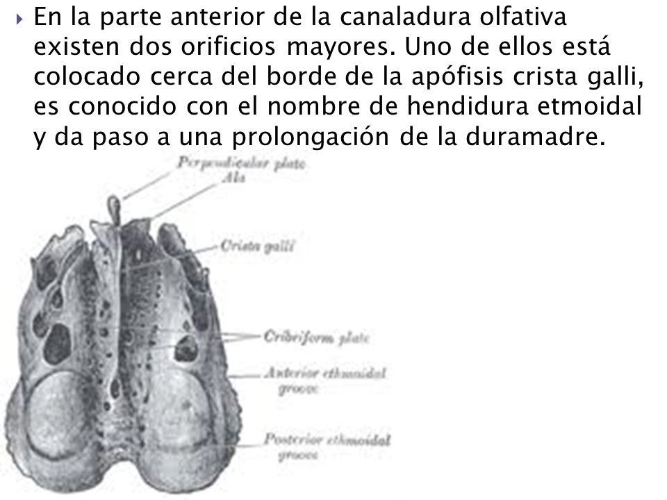 En la parte anterior de la canaladura olfativa existen dos orificios mayores.
