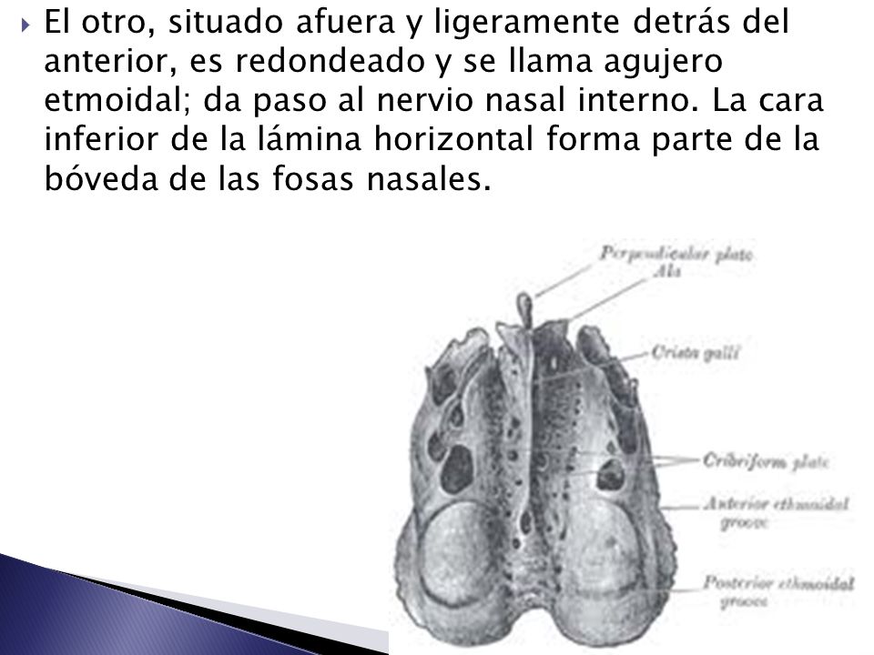 El otro, situado afuera y ligeramente detrás del anterior, es redondeado y se llama agujero etmoidal; da paso al nervio nasal interno.