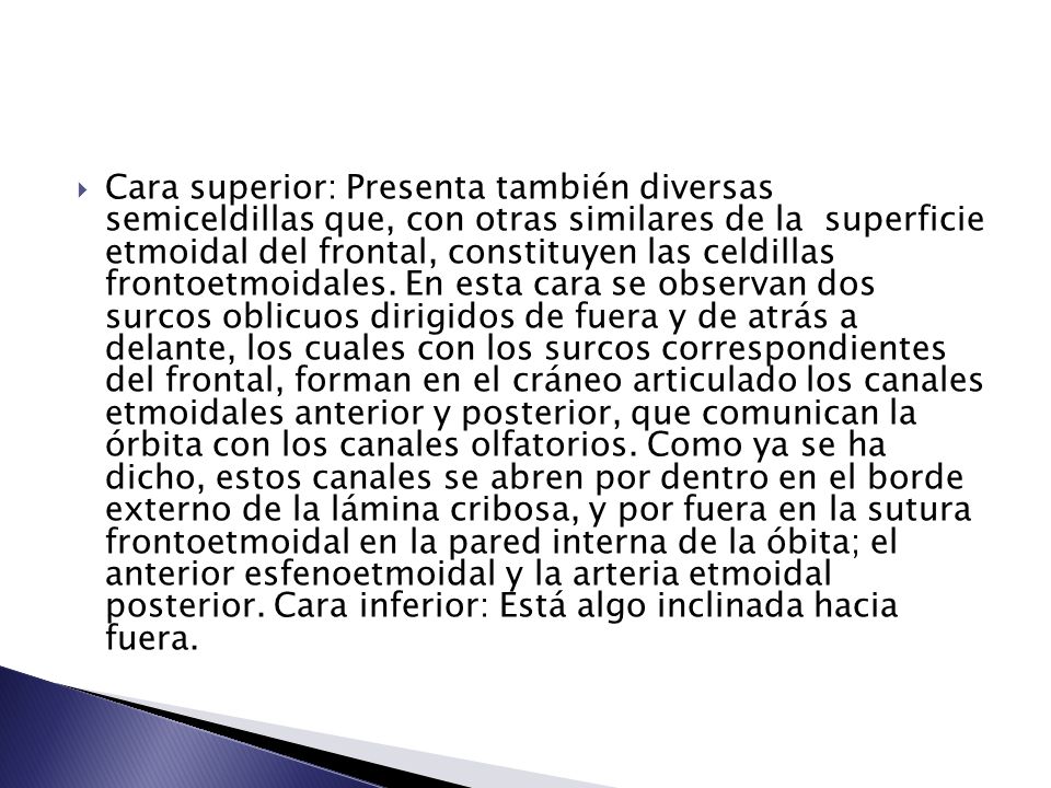 Cara superior: Presenta también diversas semiceldillas que, con otras similares de la superficie etmoidal del frontal, constituyen las celdillas frontoetmoidales.