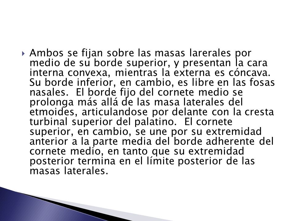 Ambos se fijan sobre las masas larerales por medio de su borde superior, y presentan la cara interna convexa, mientras la externa es cóncava.