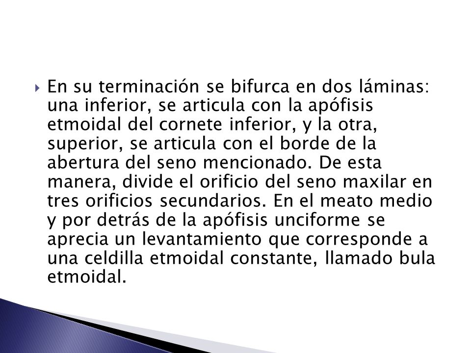 En su terminación se bifurca en dos láminas: una inferior, se articula con la apófisis etmoidal del cornete inferior, y la otra, superior, se articula con el borde de la abertura del seno mencionado.