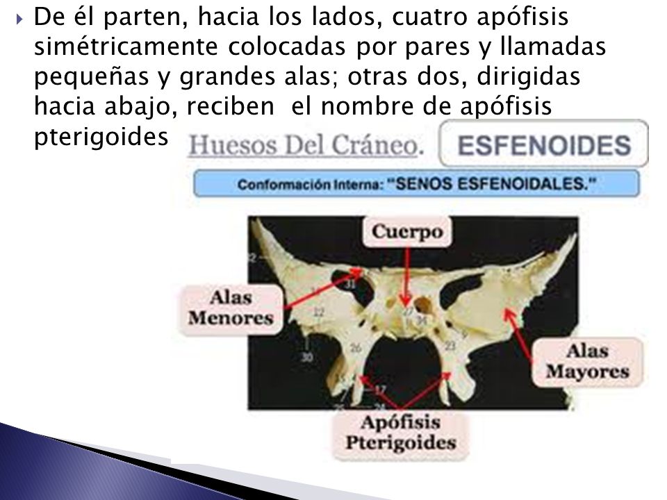 De él parten, hacia los lados, cuatro apófisis simétricamente colocadas por pares y llamadas pequeñas y grandes alas; otras dos, dirigidas hacia abajo, reciben el nombre de apófisis pterigoides.