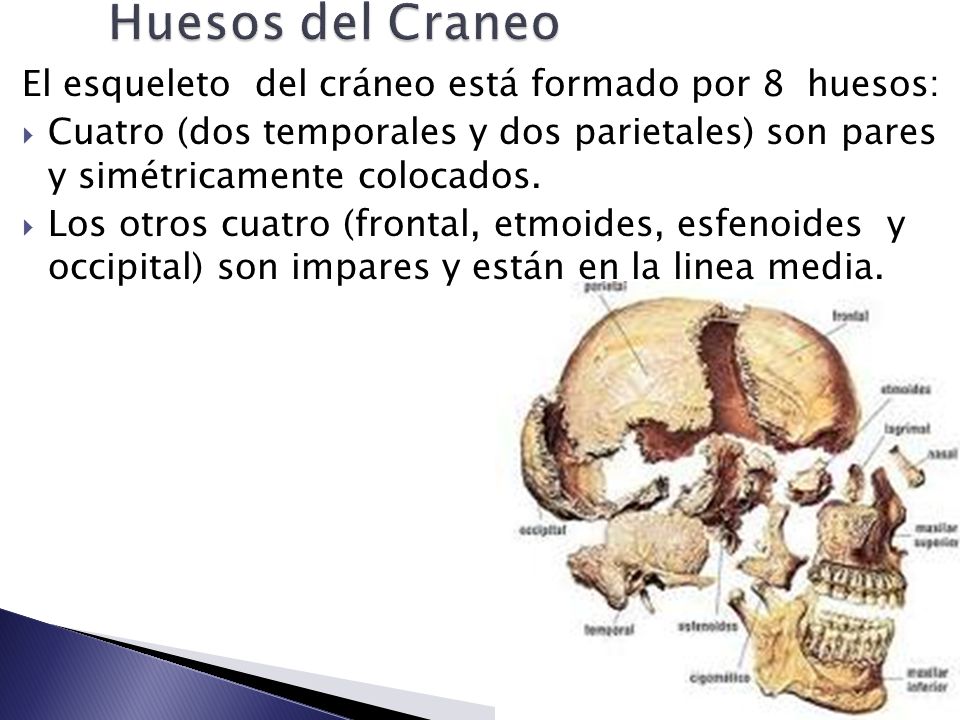 Huesos del Craneo El esqueleto del cráneo está formado por 8 huesos: