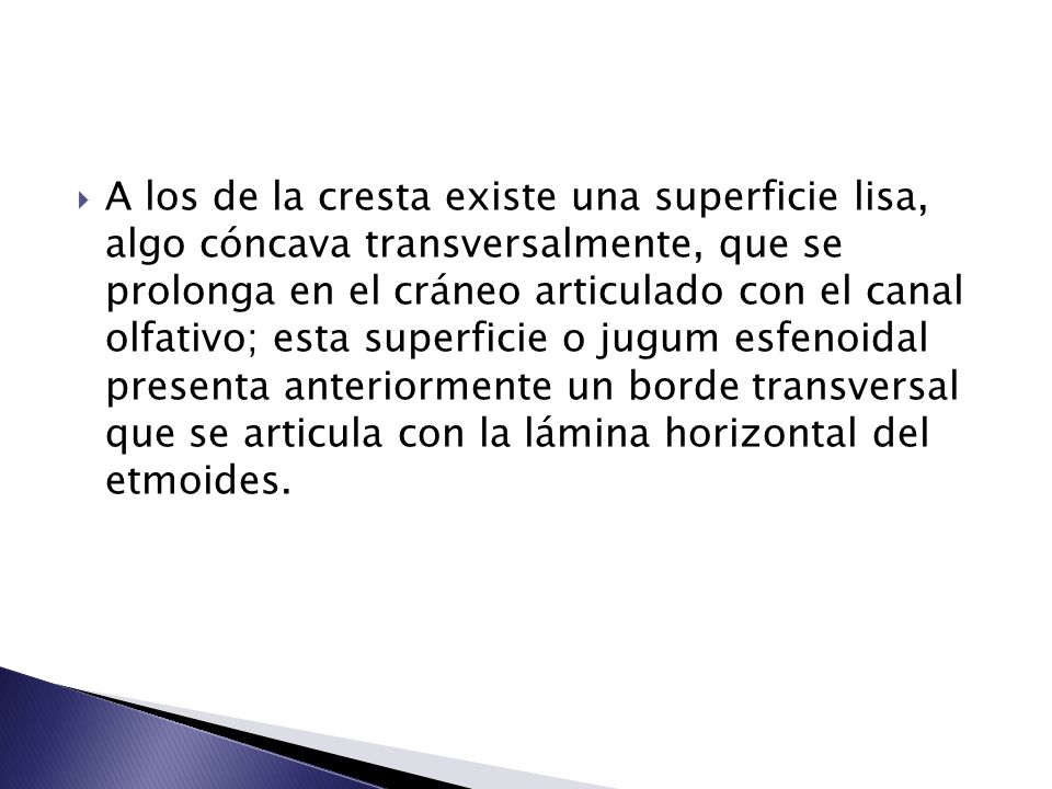 A los de la cresta existe una superficie lisa, algo cóncava transversalmente, que se prolonga en el cráneo articulado con el canal olfativo; esta superficie o jugum esfenoidal presenta anteriormente un borde transversal que se articula con la lámina horizontal del etmoides.