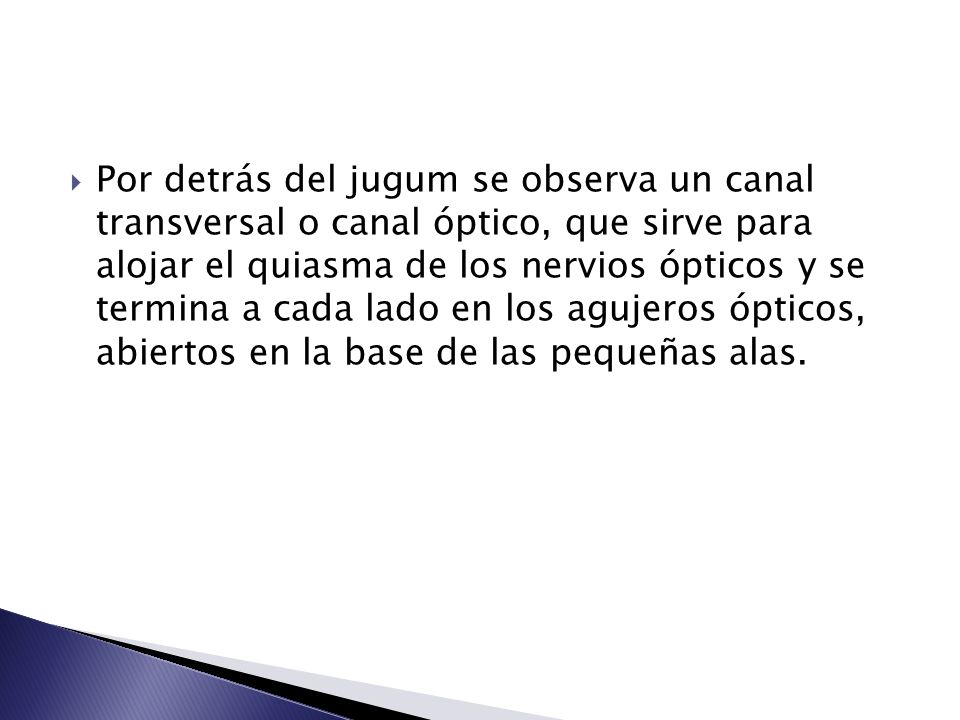 Por detrás del jugum se observa un canal transversal o canal óptico, que sirve para alojar el quiasma de los nervios ópticos y se termina a cada lado en los agujeros ópticos, abiertos en la base de las pequeñas alas.