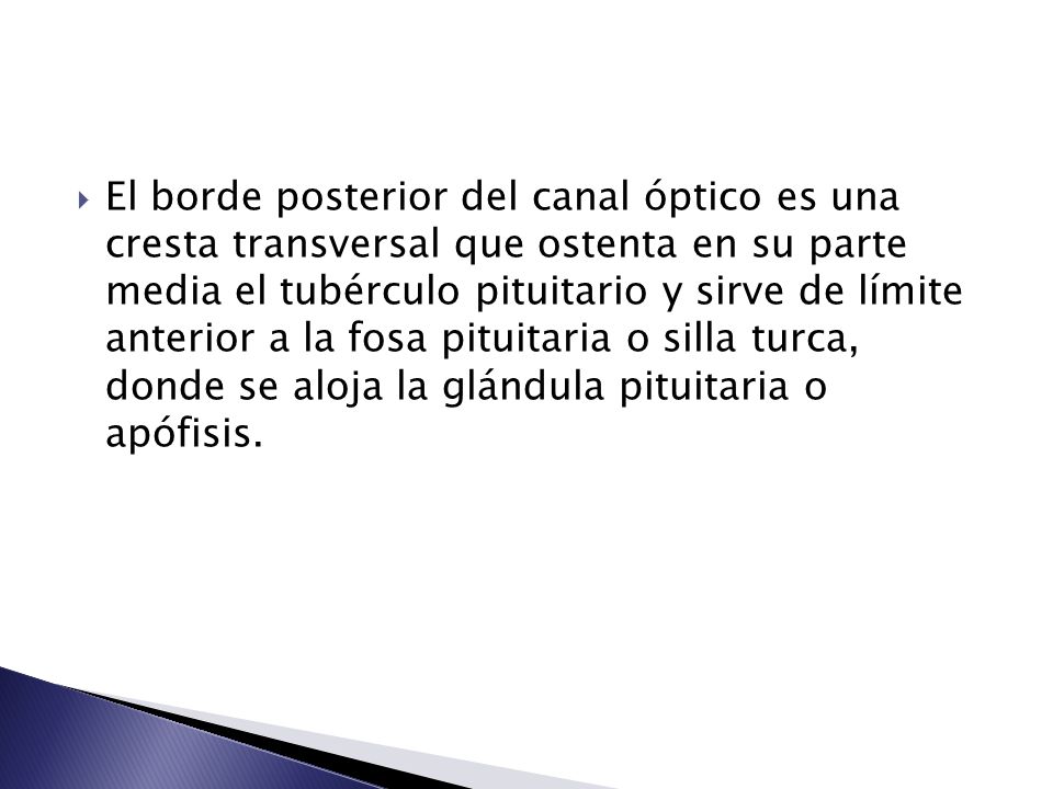 El borde posterior del canal óptico es una cresta transversal que ostenta en su parte media el tubérculo pituitario y sirve de límite anterior a la fosa pituitaria o silla turca, donde se aloja la glándula pituitaria o apófisis.