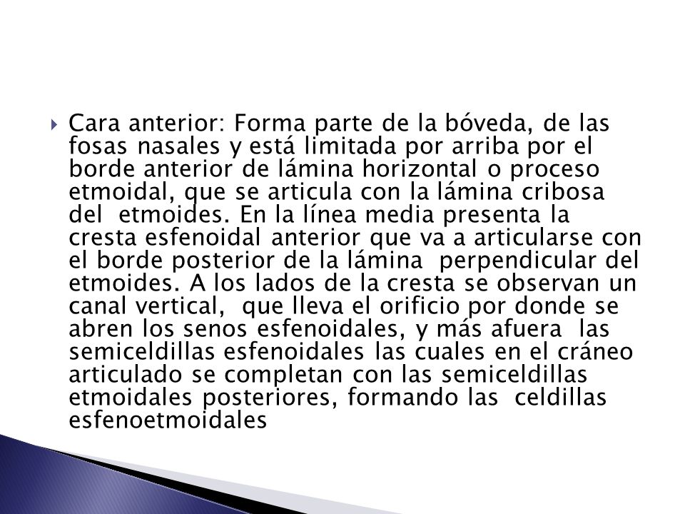 Cara anterior: Forma parte de la bóveda, de las fosas nasales y está limitada por arriba por el borde anterior de lámina horizontal o proceso etmoidal, que se articula con la lámina cribosa del etmoides.