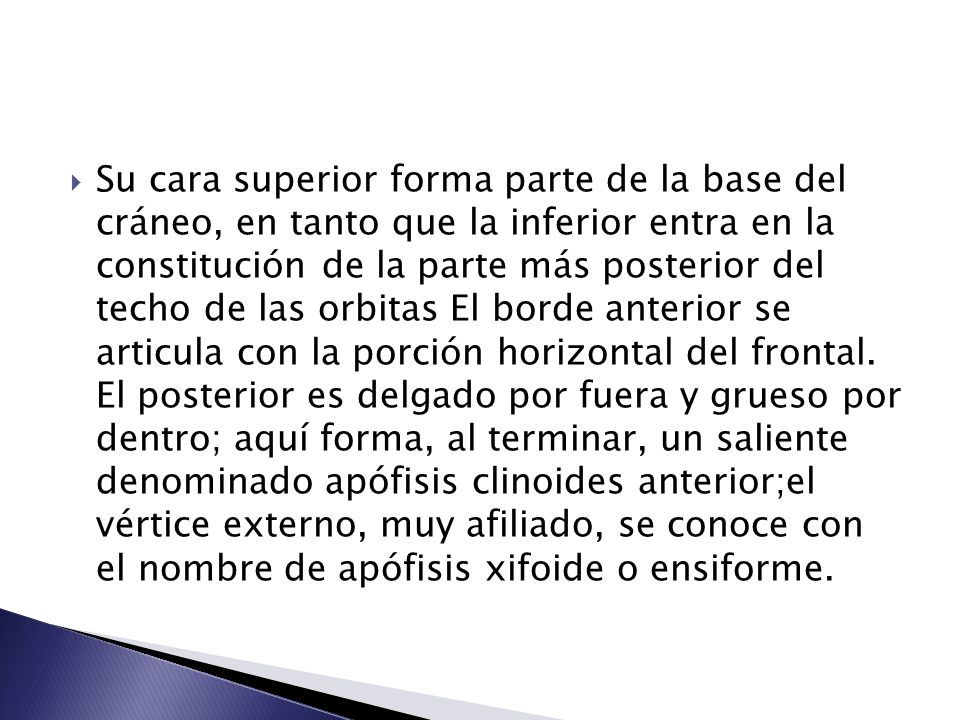 Su cara superior forma parte de la base del cráneo, en tanto que la inferior entra en la constitución de la parte más posterior del techo de las orbitas El borde anterior se articula con la porción horizontal del frontal.