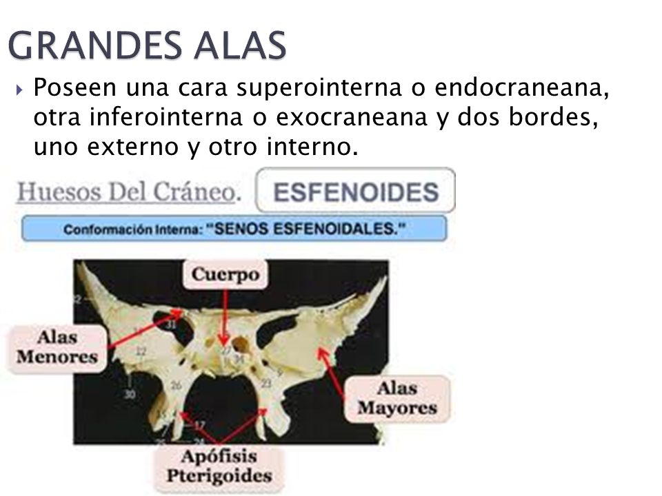GRANDES ALAS Poseen una cara superointerna o endocraneana, otra inferointerna o exocraneana y dos bordes, uno externo y otro interno.