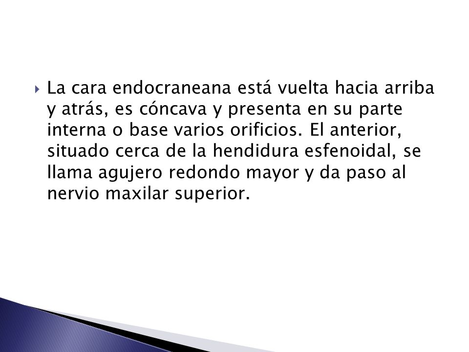 La cara endocraneana está vuelta hacia arriba y atrás, es cóncava y presenta en su parte interna o base varios orificios.