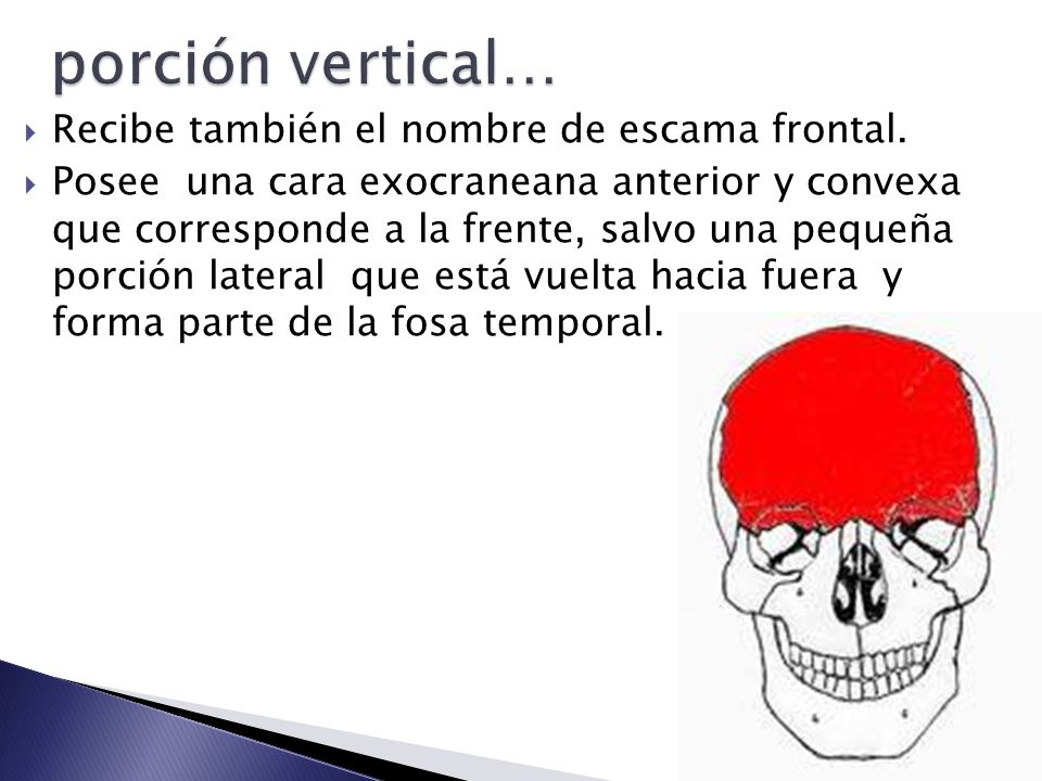 porción vertical… Recibe también el nombre de escama frontal.