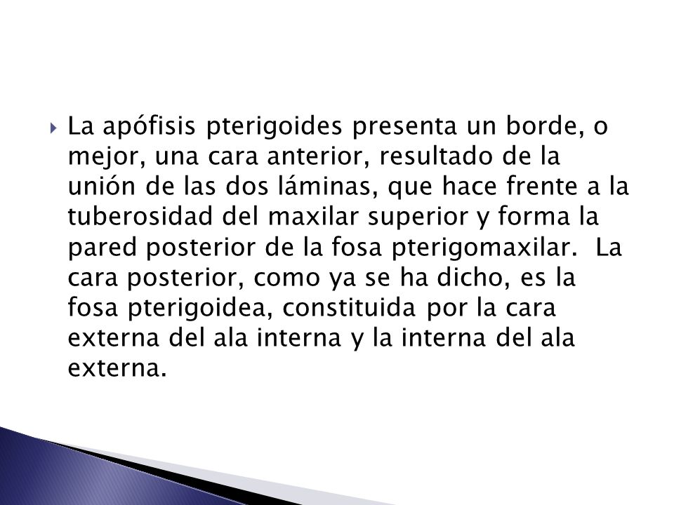 La apófisis pterigoides presenta un borde, o mejor, una cara anterior, resultado de la unión de las dos láminas, que hace frente a la tuberosidad del maxilar superior y forma la pared posterior de la fosa pterigomaxilar.