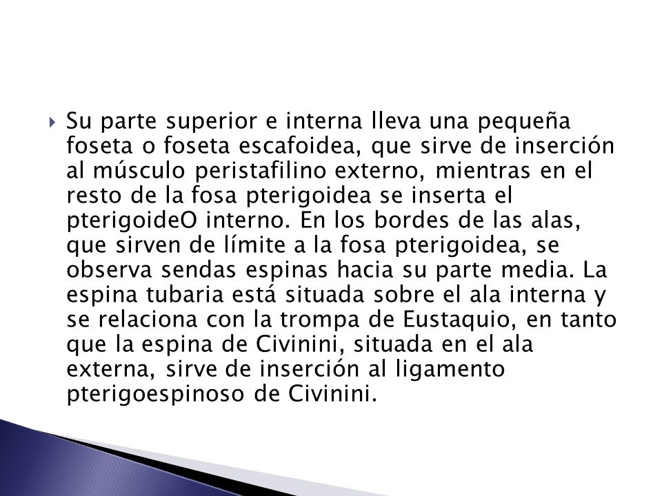 Su parte superior e interna lleva una pequeña foseta o foseta escafoidea, que sirve de inserción al músculo peristafilino externo, mientras en el resto de la fosa pterigoidea se inserta el pterigoideO interno.