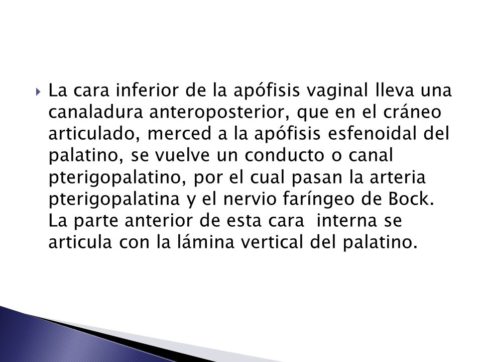 La cara inferior de la apófisis vaginal lleva una canaladura anteroposterior, que en el cráneo articulado, merced a la apófisis esfenoidal del palatino, se vuelve un conducto o canal pterigopalatino, por el cual pasan la arteria pterigopalatina y el nervio faríngeo de Bock.