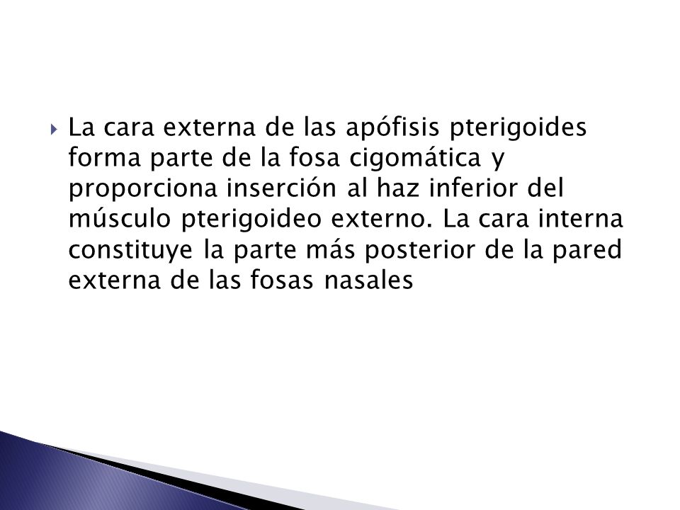 La cara externa de las apófisis pterigoides forma parte de la fosa cigomática y proporciona inserción al haz inferior del músculo pterigoideo externo.