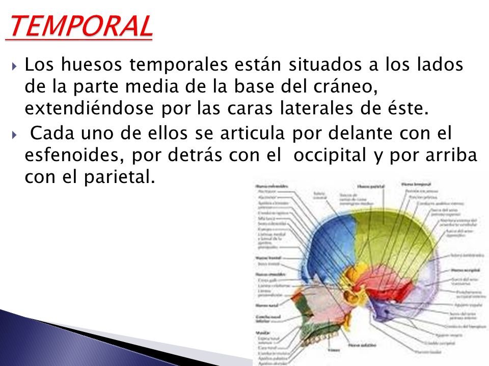 TEMPORAL Los huesos temporales están situados a los lados de la parte media de la base del cráneo, extendiéndose por las caras laterales de éste.