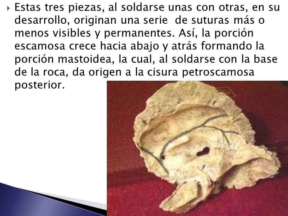Estas tres piezas, al soldarse unas con otras, en su desarrollo, originan una serie de suturas más o menos visibles y permanentes.
