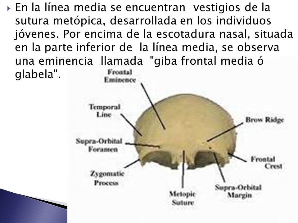 En la línea media se encuentran vestigios de la sutura metópica, desarrollada en los individuos jóvenes.