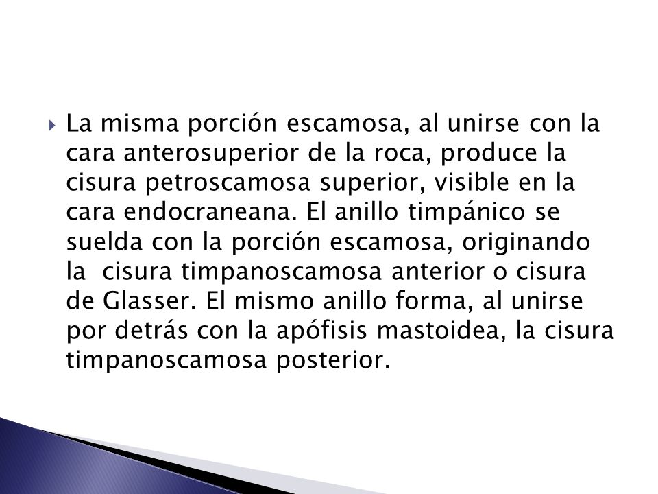 La misma porción escamosa, al unirse con la cara anterosuperior de la roca, produce la cisura petroscamosa superior, visible en la cara endocraneana.