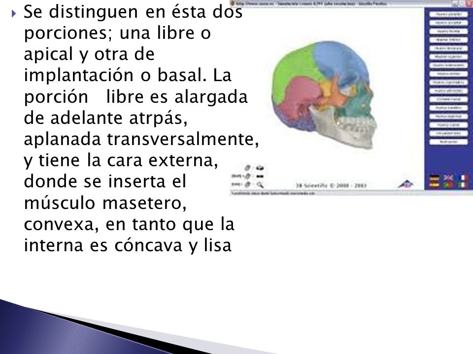 Se distinguen en ésta dos porciones; una libre o apical y otra de implantación o basal.