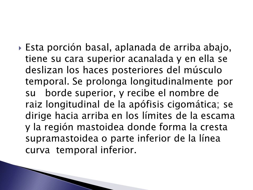Esta porción basal, aplanada de arriba abajo, tiene su cara superior acanalada y en ella se deslizan los haces posteriores del músculo temporal.