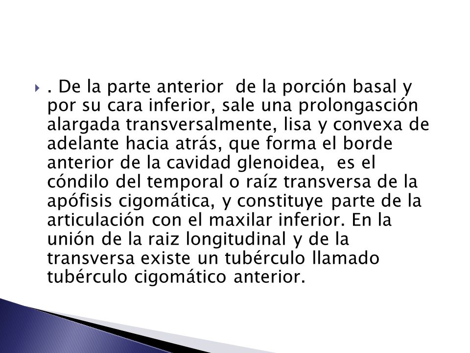 De la parte anterior de la porción basal y por su cara inferior, sale una prolongasción alargada transversalmente, lisa y convexa de adelante hacia atrás, que forma el borde anterior de la cavidad glenoidea, es el cóndilo del temporal o raíz transversa de la apófisis cigomática, y constituye parte de la articulación con el maxilar inferior.