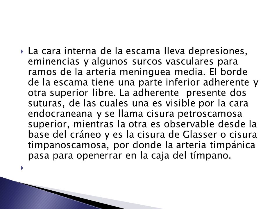 La cara interna de la escama lleva depresiones, eminencias y algunos surcos vasculares para ramos de la arteria meninguea media. El borde de la escama tiene una parte inferior adherente y otra superior libre. La adherente presente dos suturas, de las cuales una es visible por la cara endocraneana y se llama cisura petroscamosa superior, mientras la otra es observable desde la base del cráneo y es la cisura de Glasser o cisura timpanoscamosa, por donde la arteria timpánica pasa para openerrar en la caja del tímpano.