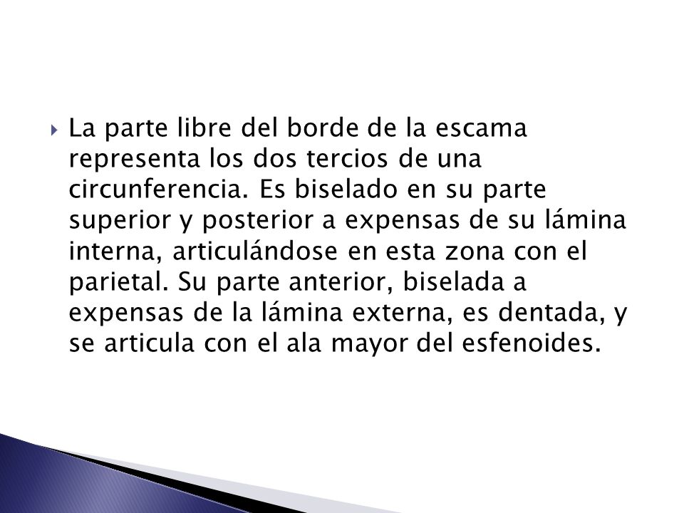 La parte libre del borde de la escama representa los dos tercios de una circunferencia.