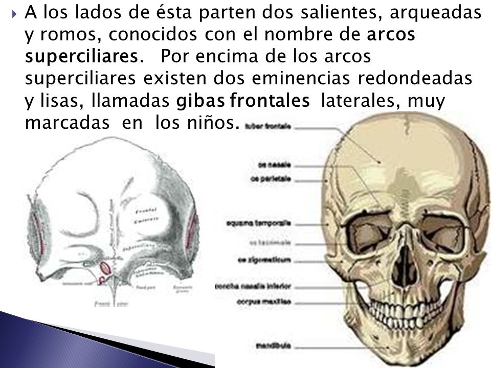 A los lados de ésta parten dos salientes, arqueadas y romos, conocidos con el nombre de arcos superciliares.