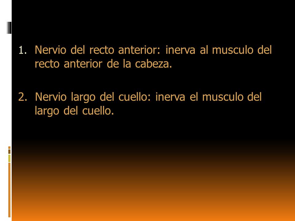 Nervio del recto anterior: inerva al musculo del recto anterior de la cabeza.