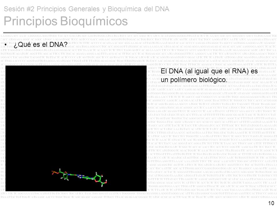 Sesión #2 Principios Generales y Bioquímica del DNA Principios Bioquímicos