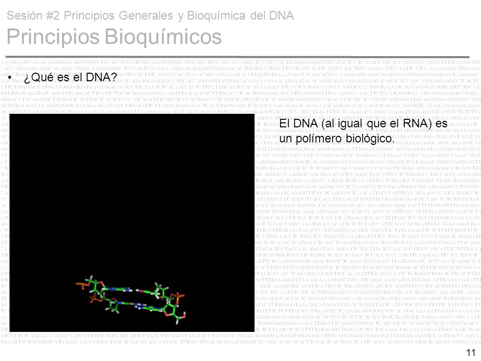Sesión #2 Principios Generales y Bioquímica del DNA Principios Bioquímicos