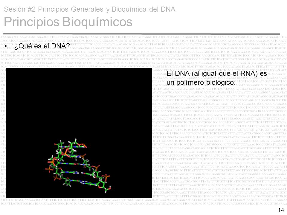 Sesión #2 Principios Generales y Bioquímica del DNA Principios Bioquímicos