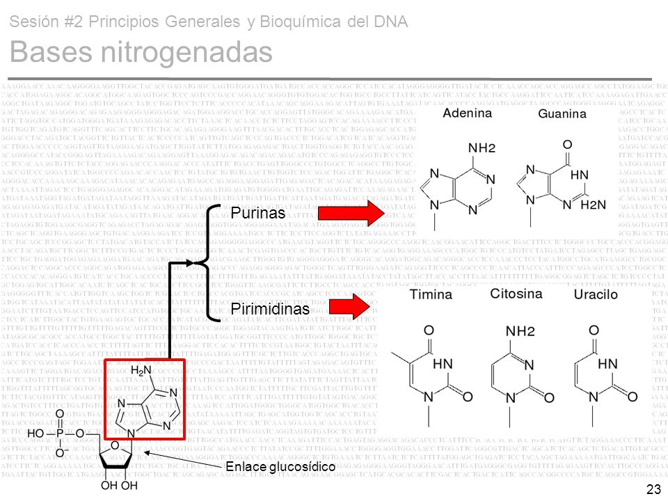 Sesión #2 Principios Generales y Bioquímica del DNA Bases nitrogenadas