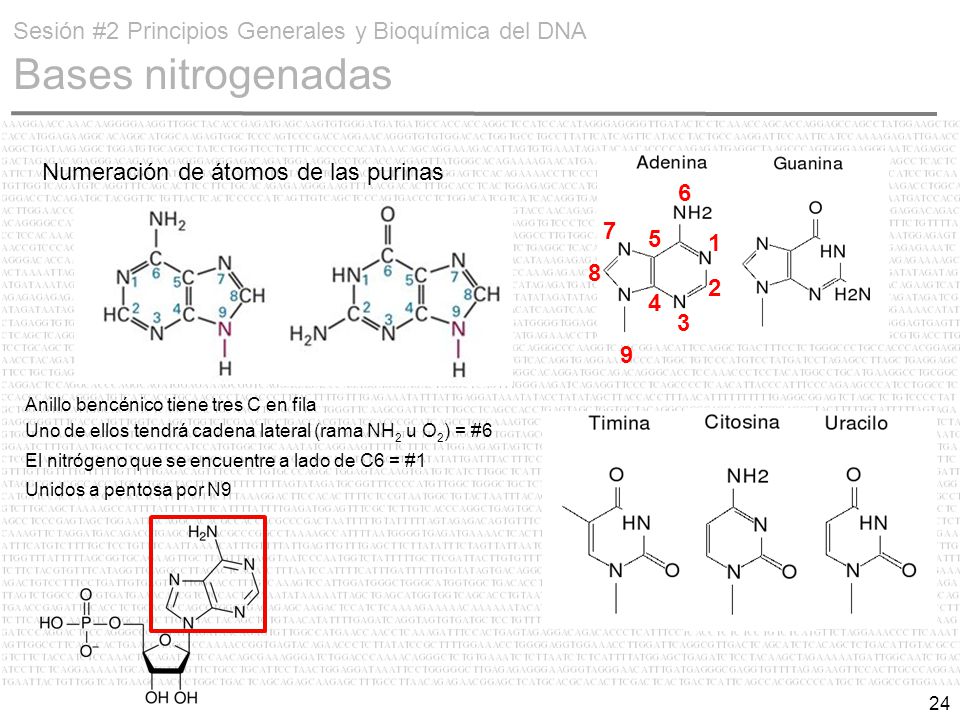 Sesión #2 Principios Generales y Bioquímica del DNA Bases nitrogenadas