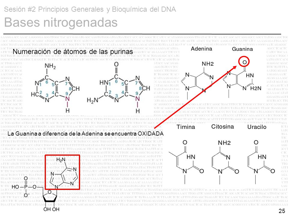 Sesión #2 Principios Generales y Bioquímica del DNA Bases nitrogenadas