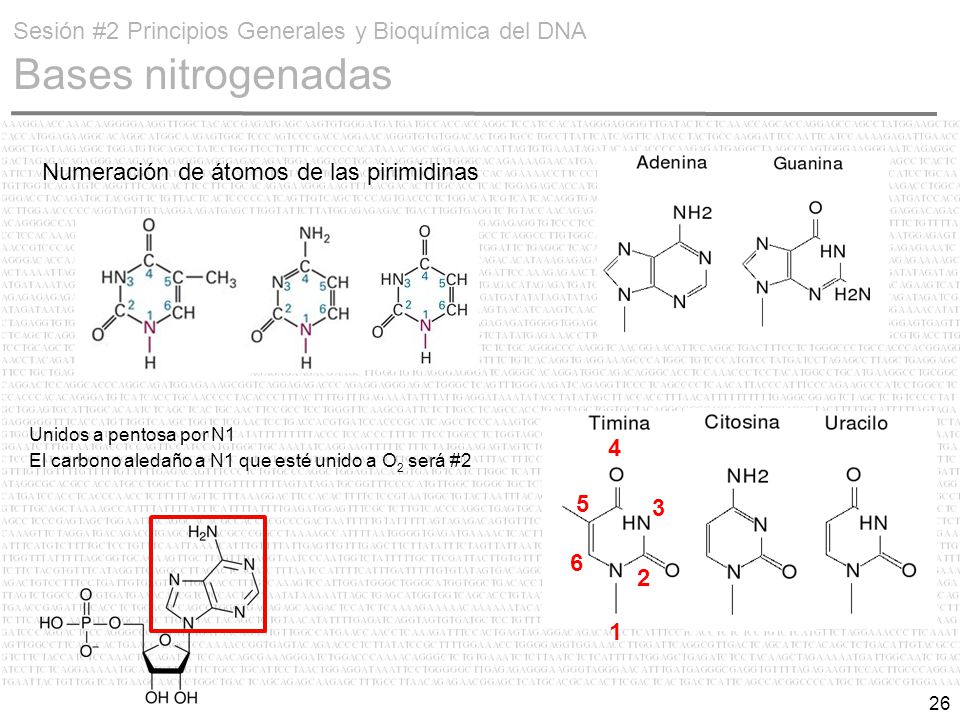 Sesión #2 Principios Generales y Bioquímica del DNA Bases nitrogenadas