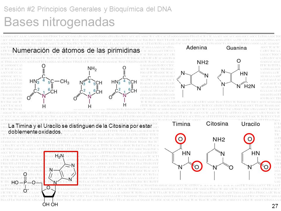 Sesión #2 Principios Generales y Bioquímica del DNA Bases nitrogenadas