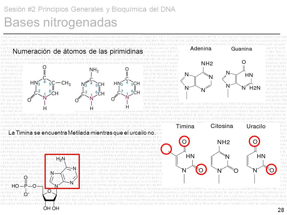 Sesión #2 Principios Generales y Bioquímica del DNA Bases nitrogenadas