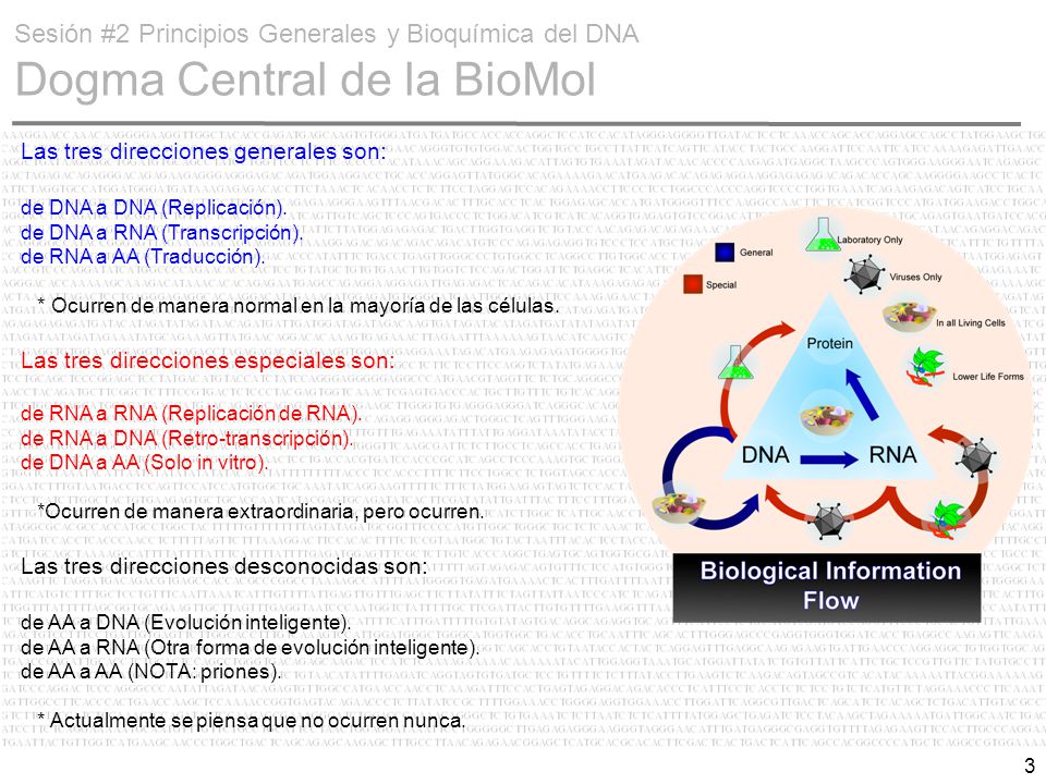 Sesión #2 Principios Generales y Bioquímica del DNA Dogma Central de la BioMol